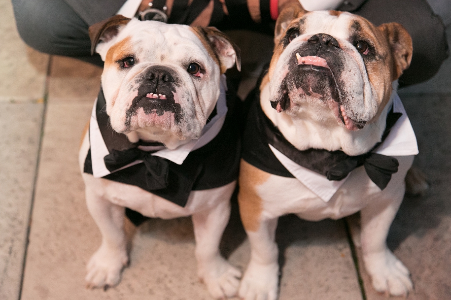Wedding Bulldogs in Tuxedos